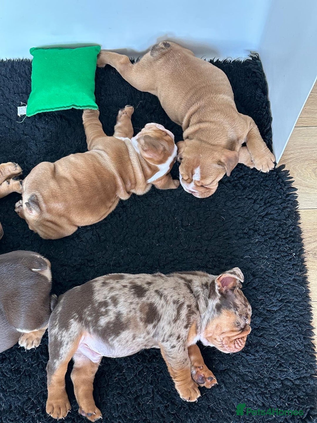 English Bulldog dogs for sale: Amazing litter of English bulldogs - Image 7
