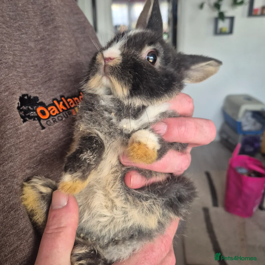 Mini Lion Lop rabbits for sale: Mini lop lion - Advert 20