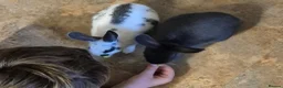 Rex rabbits for sale: 2 BONDED BROTHERS FREE TO LOVING HOME - Advert 2