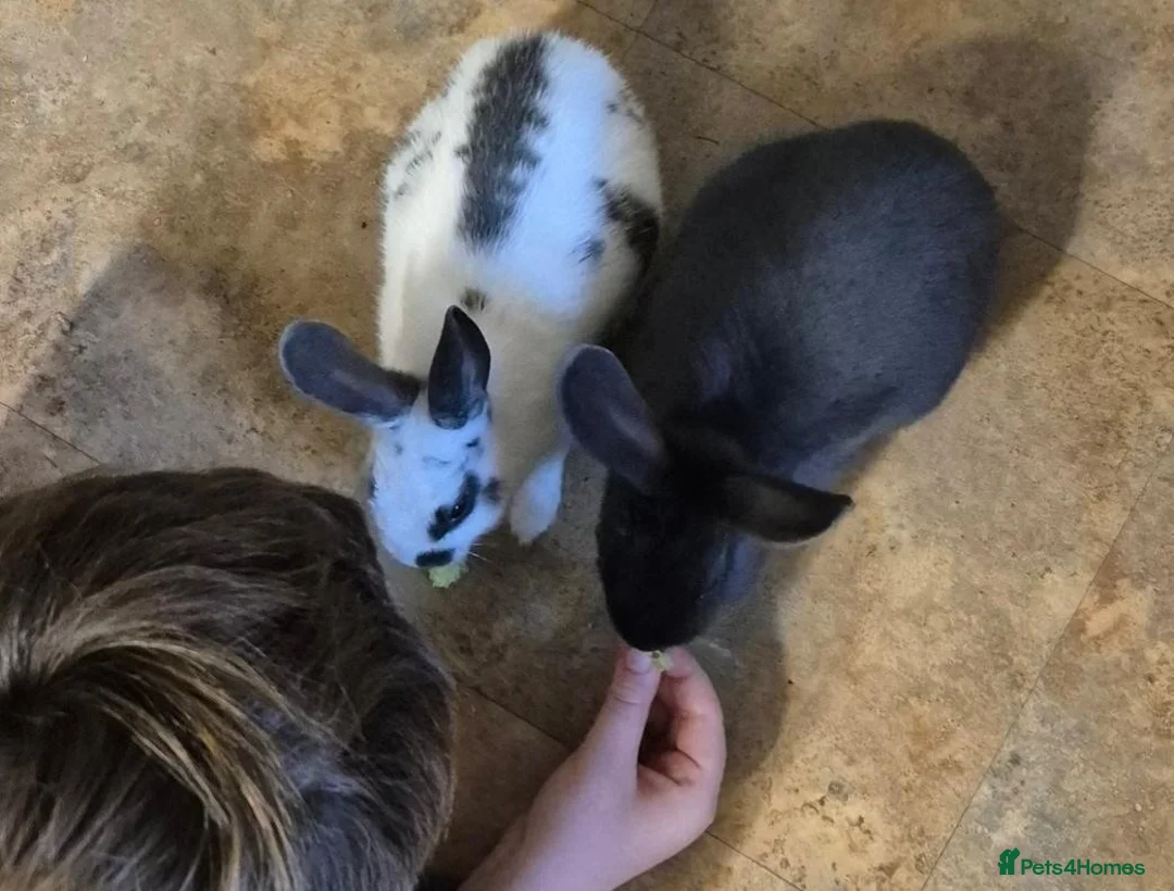 Rex rabbits for sale: 2 BONDED BROTHERS FREE TO LOVING HOME - Advert 2