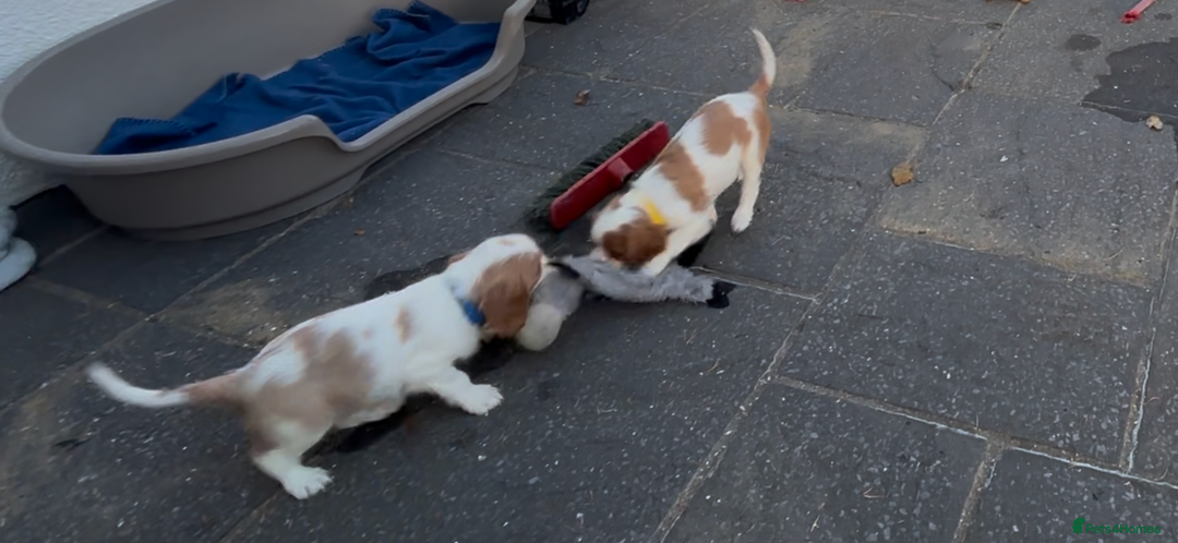 Cavalier King Charles Spaniel dogs for sale: Cavalier King Charles  - Image 14