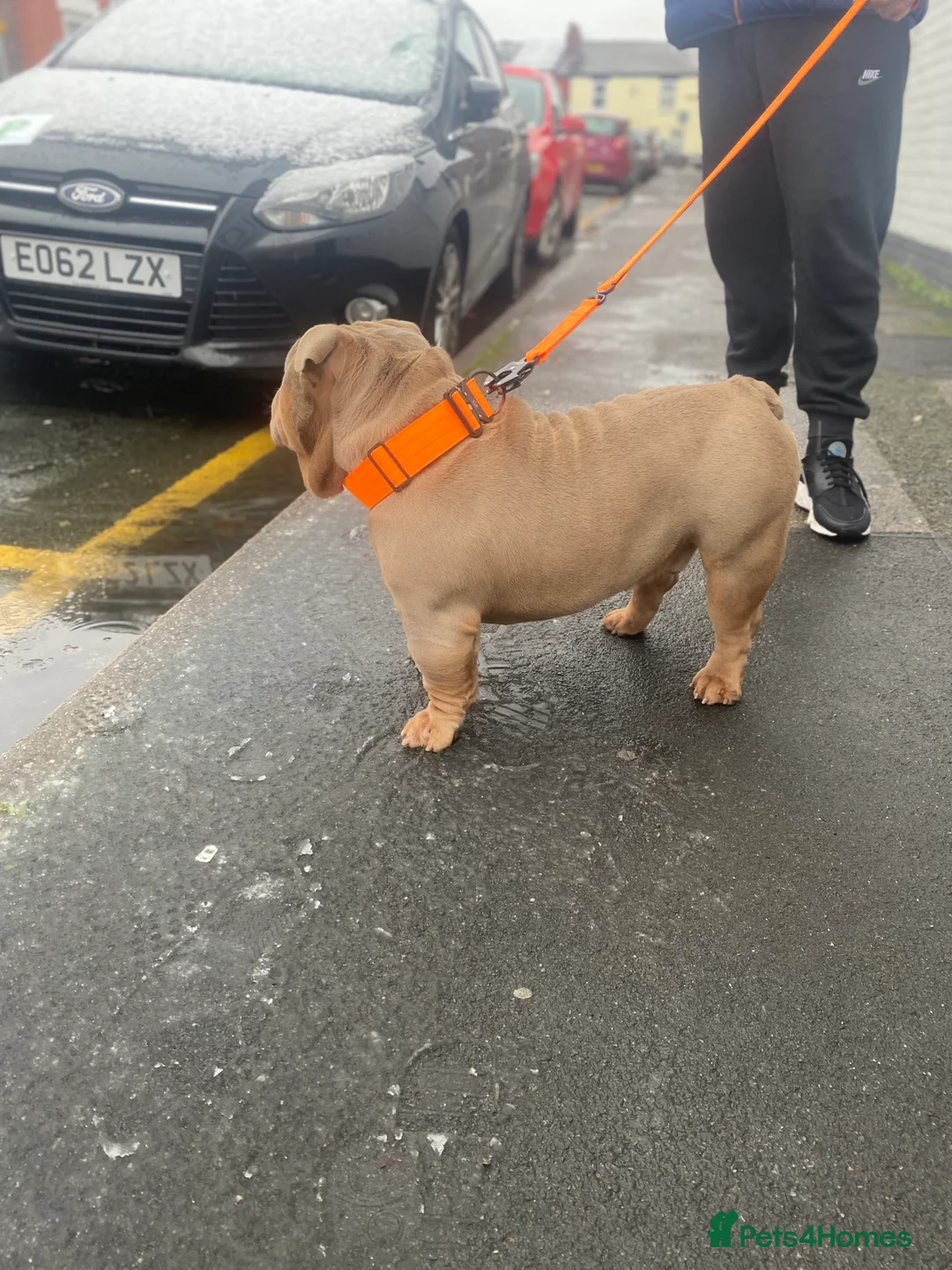 English Bulldog dogs for stud: John cena fully suited lilac and tan no white  in Warrington - Advert 2