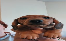 Dachshund dogs for sale: Dachshund  - Image 5