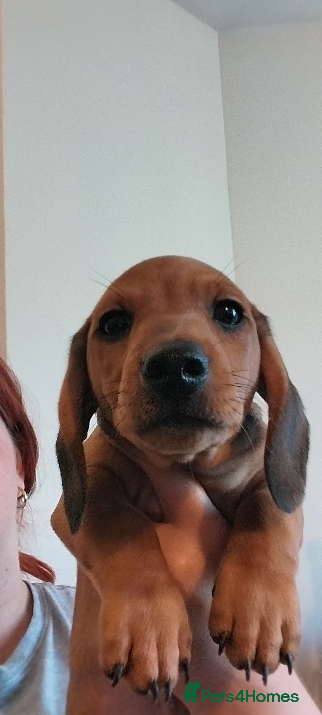 Dachshund dogs for sale: Dachshund  - Image 5