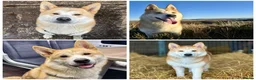 Huskita dogs for sale:   Koda – 2-Year-Old Male Huskita  - Advert 1