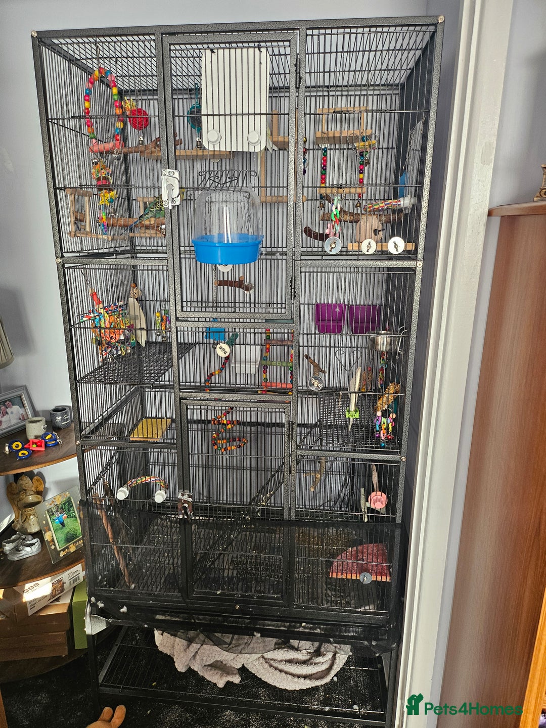 Budgerigars birds for sale: Budgies  - Advert 1