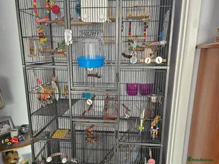 Budgerigars birds Budgies sold - Advert 17