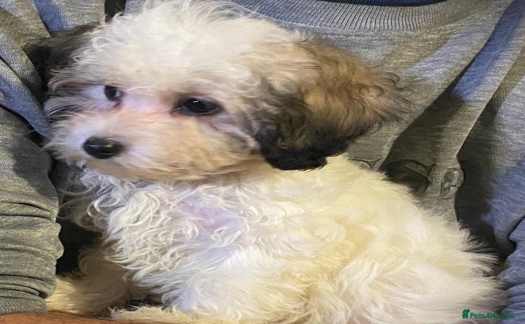 Maltipoo dogs - Advert 1