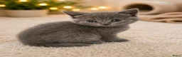 British Shorthair cats for sale: Beautiful British Shorthair Kittens Available - Advert 6