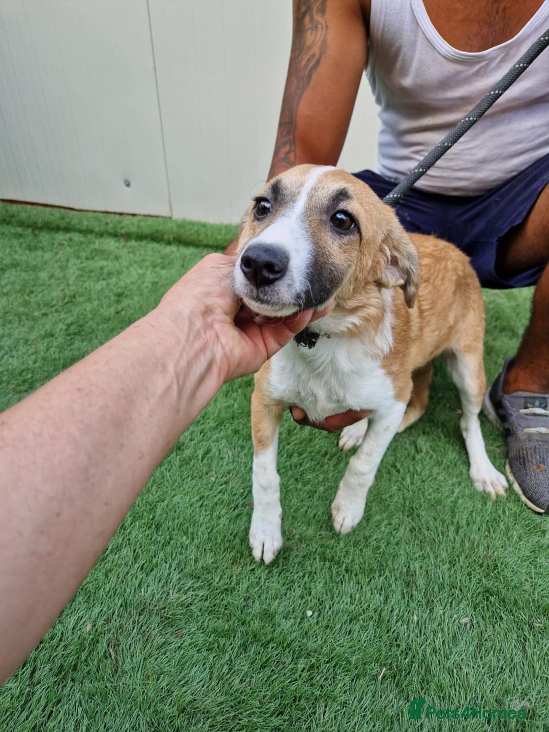 Mixed Breed dogs for adoption: 🐾 Rosie – the gentle girl everyone overlooks ❤️ - Advert 4