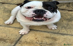 Olde English Bulldogge dogs for sale: Beautiful chunk needs a new home  - Image 2