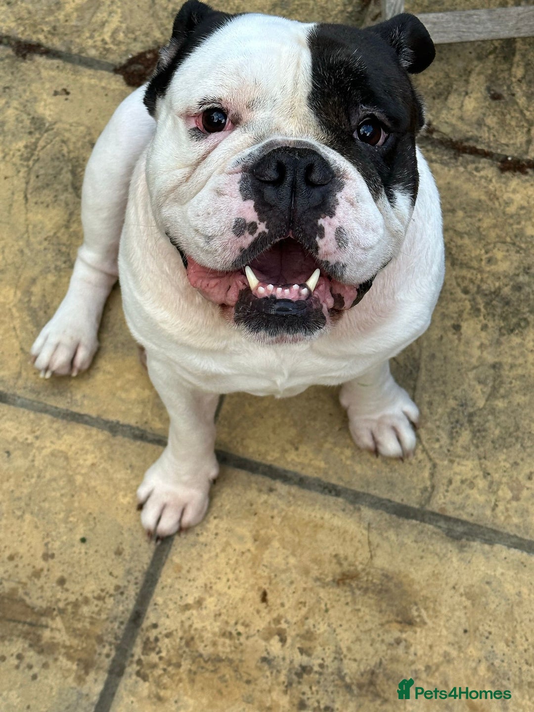 Olde English Bulldogge dogs for sale: Beautiful chunk needs a new home  - Image 2