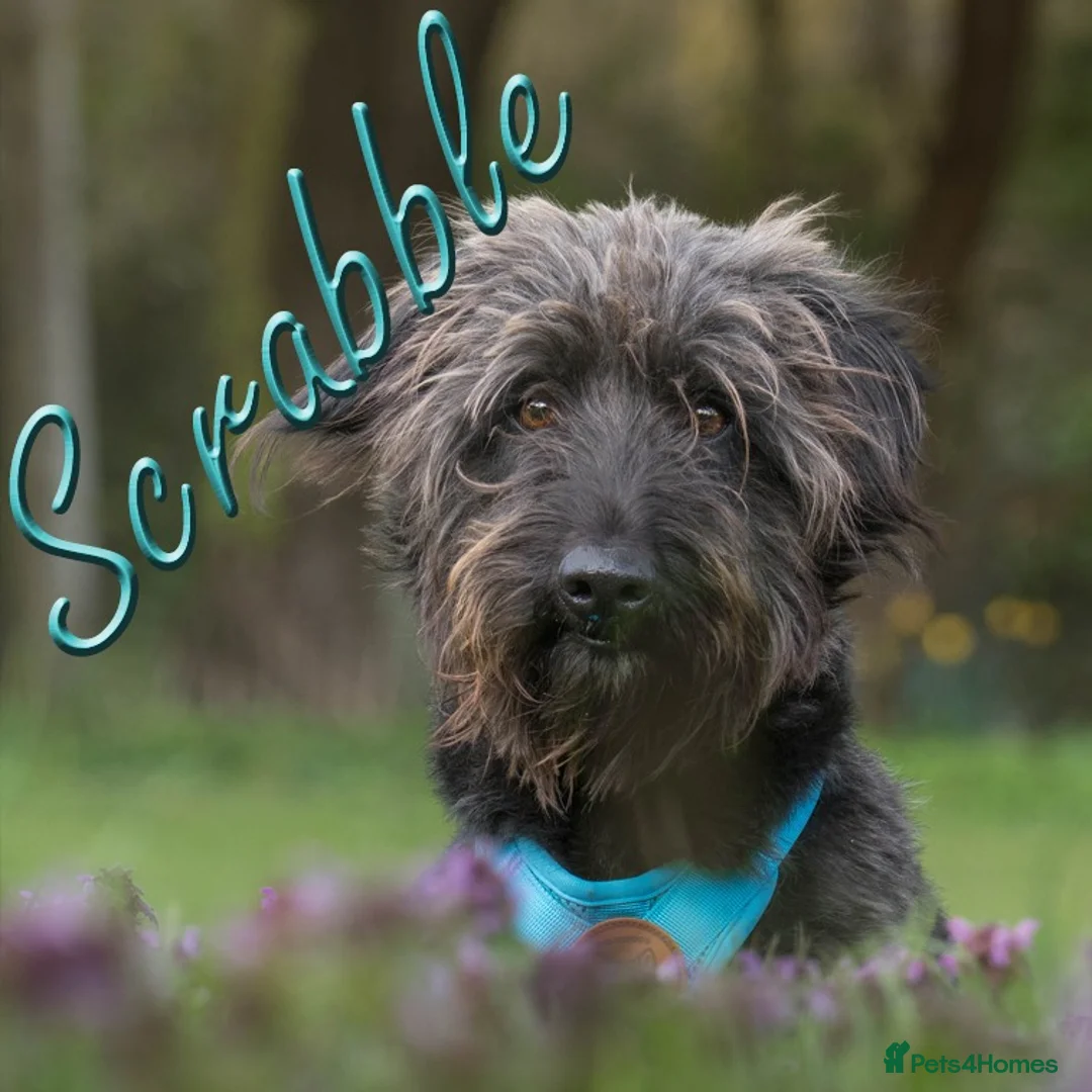 Mixed Breed dogs for adoption: Scrabble has never had a home - Advert 2