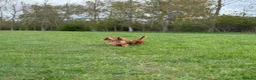 Miniature Dachshund dogs for stud: Miniature Long Haired Dachshund - Advert 9