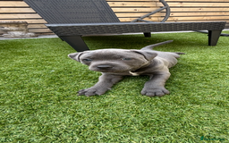 Staffordshire Bull Terrier dogs for sale: 🔷Top quality Pharaon puppy🔷 - Image 11