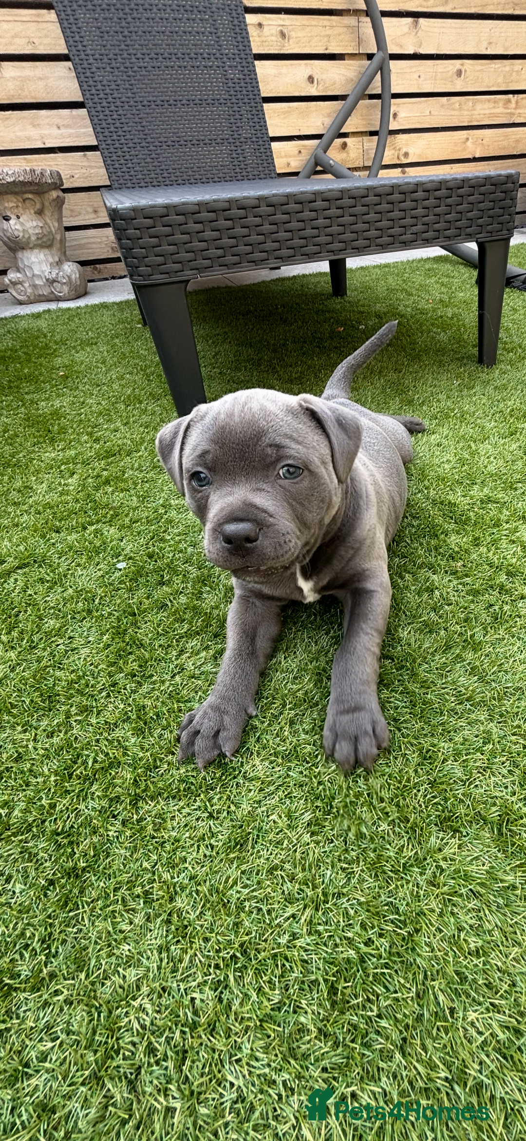Staffordshire Bull Terrier dogs for sale: 🔷Top quality Pharaon puppy🔷 - Image 11