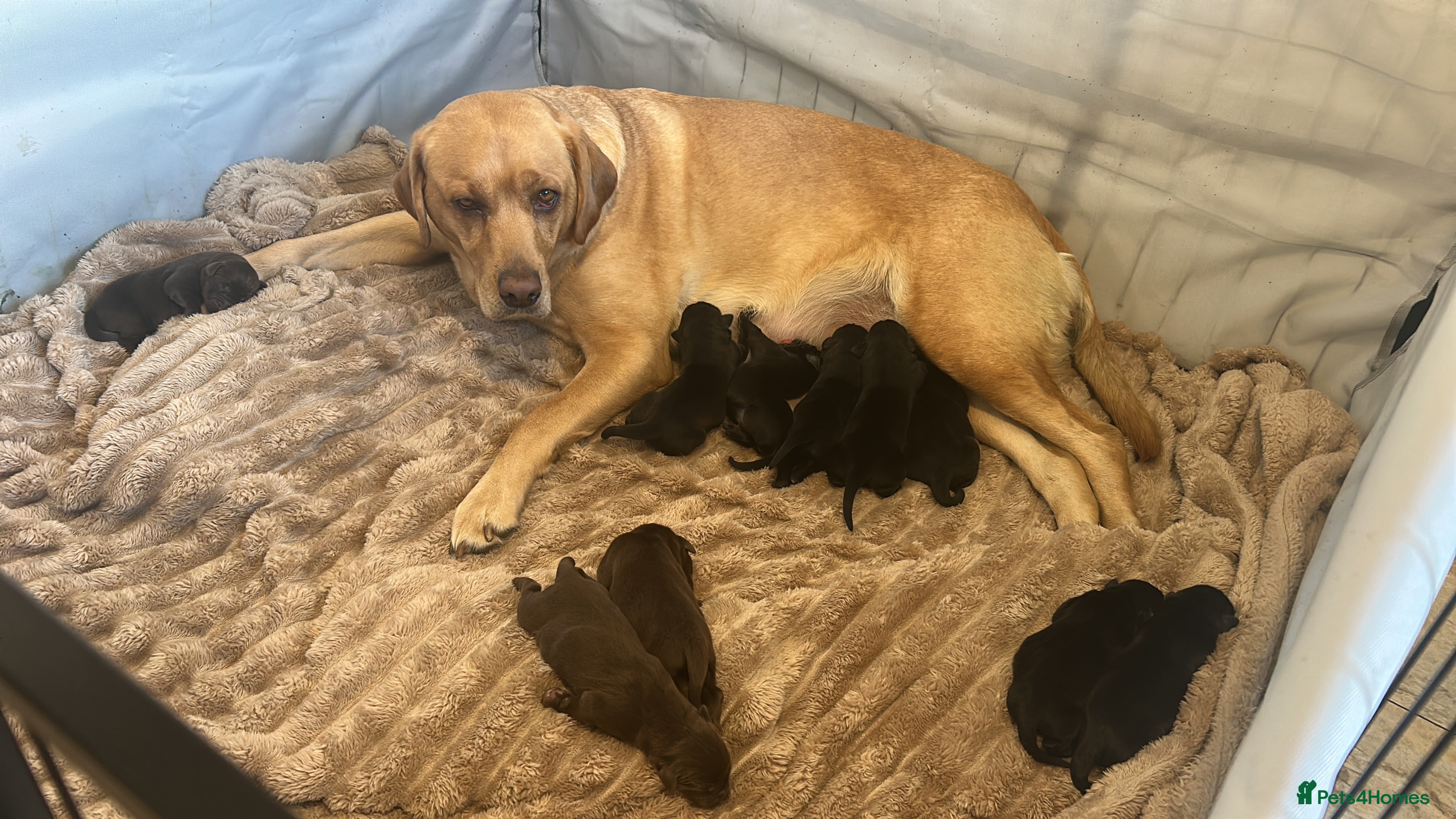 Labrador Retriever dogs Labrador puppies for sale - Advert 7