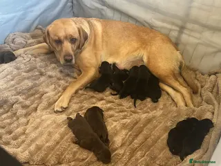 Labrador Retriever dogs Labrador puppies for sale - Advert 3