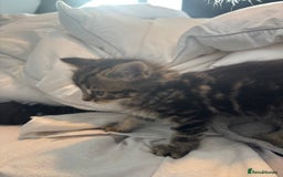 Brazilian Shorthair cats for sale: Kittens Breed From Brazilian Short Haired Mum  - Image 11