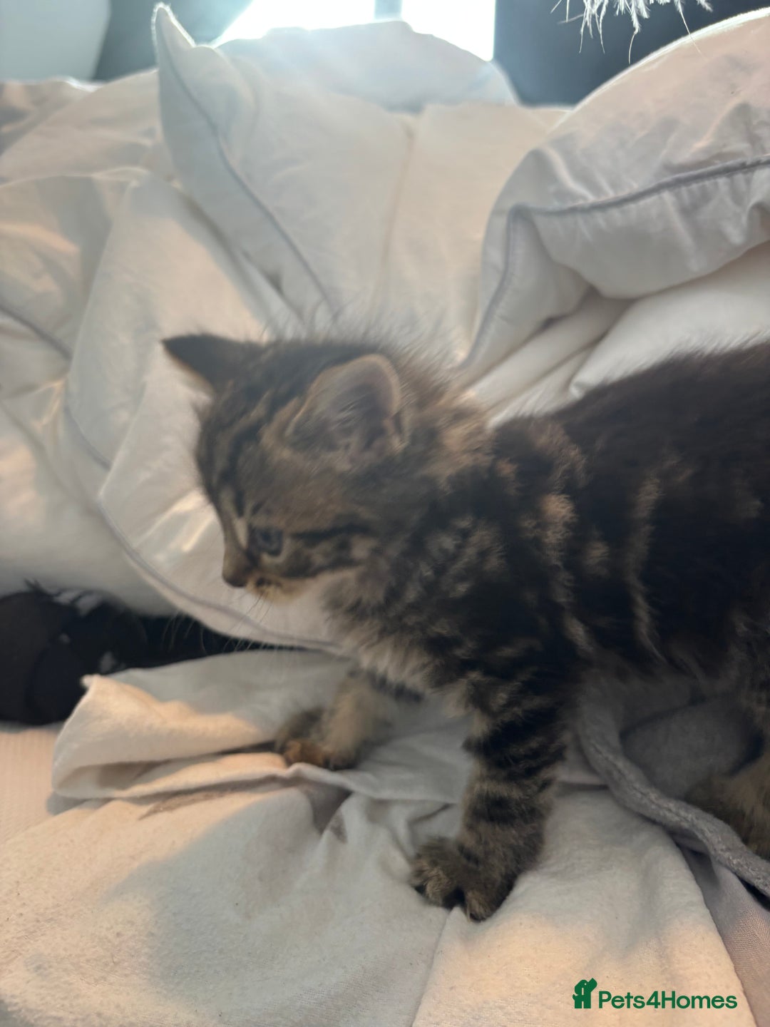 Brazilian Shorthair cats for sale: Kittens Breed From Brazilian Short Haired Mum  - Image 11