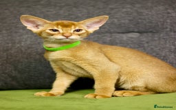 Abyssinian cats for sale: Stunning sorrel and usual Abyssinian kittens  - Image 3