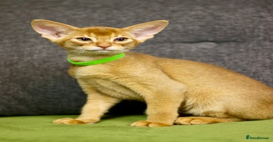 Abyssinian cats - Advert 3