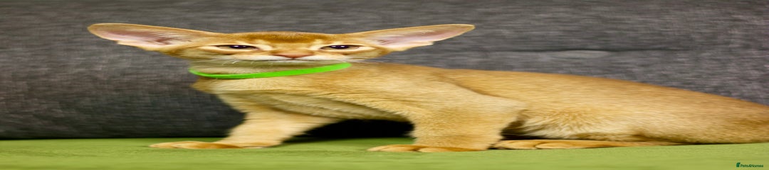 Abyssinian Kitten 4