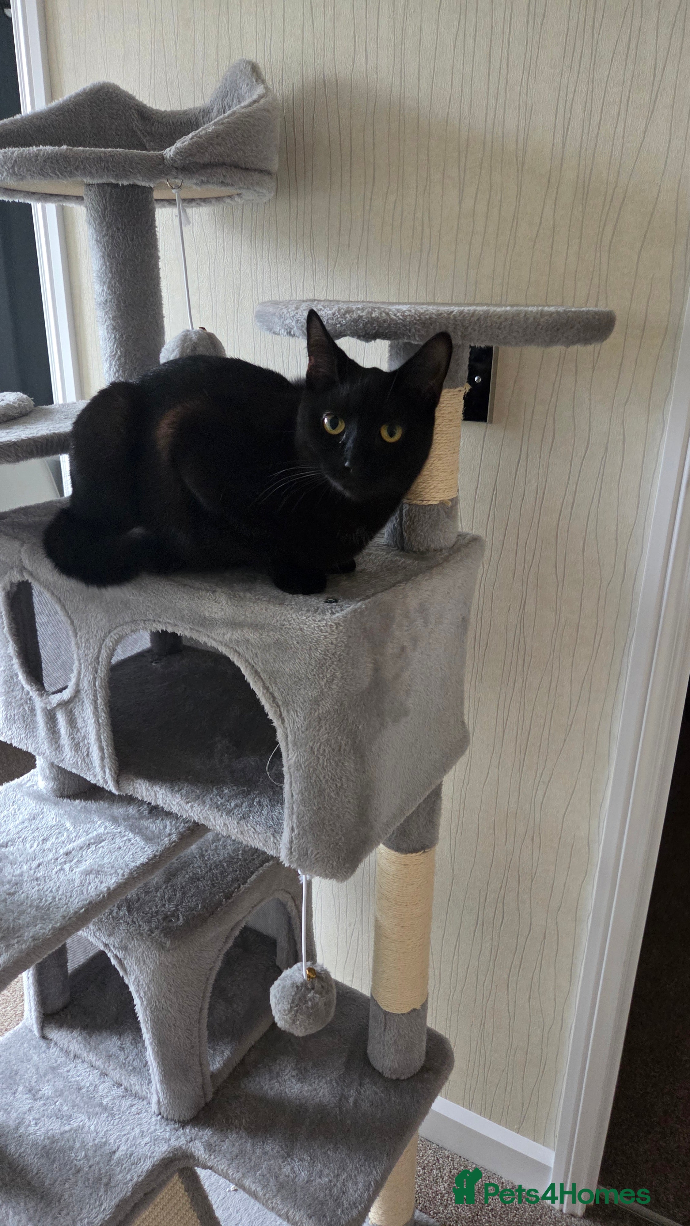Mixed Breed cats Beautiful Female Cat Looking for a Loving Home - Advert 2