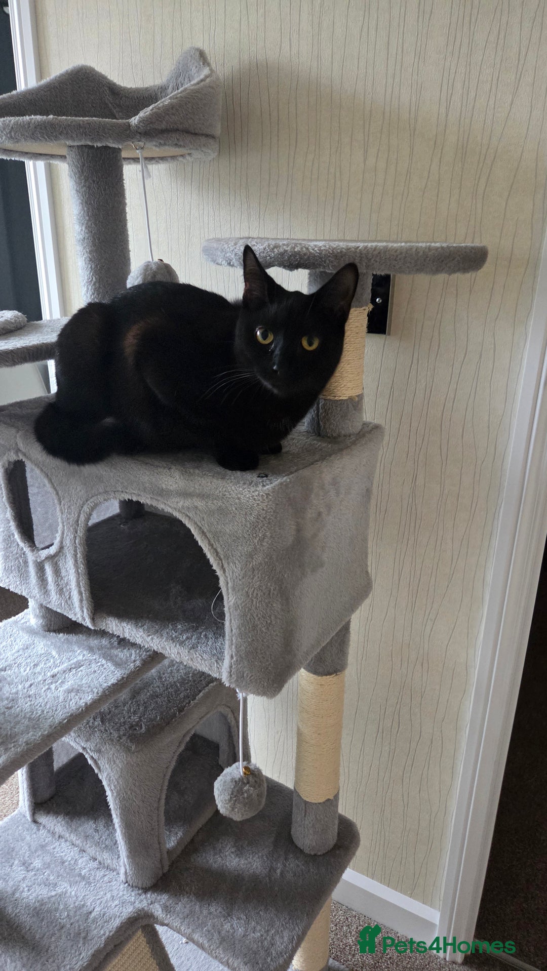 Mixed Breed cats for sale: Beautiful Female Cat Looking for a Loving Home - Advert 1