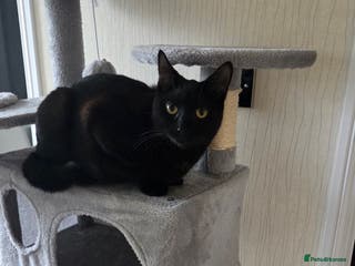 Mixed Breed cats Beautiful Female Cat Looking for a Loving Home - Advert 16