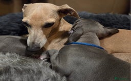 Italian Greyhound dogs for sale: **Wiggys (Whippet/Italian Greyhound)** - Image 5