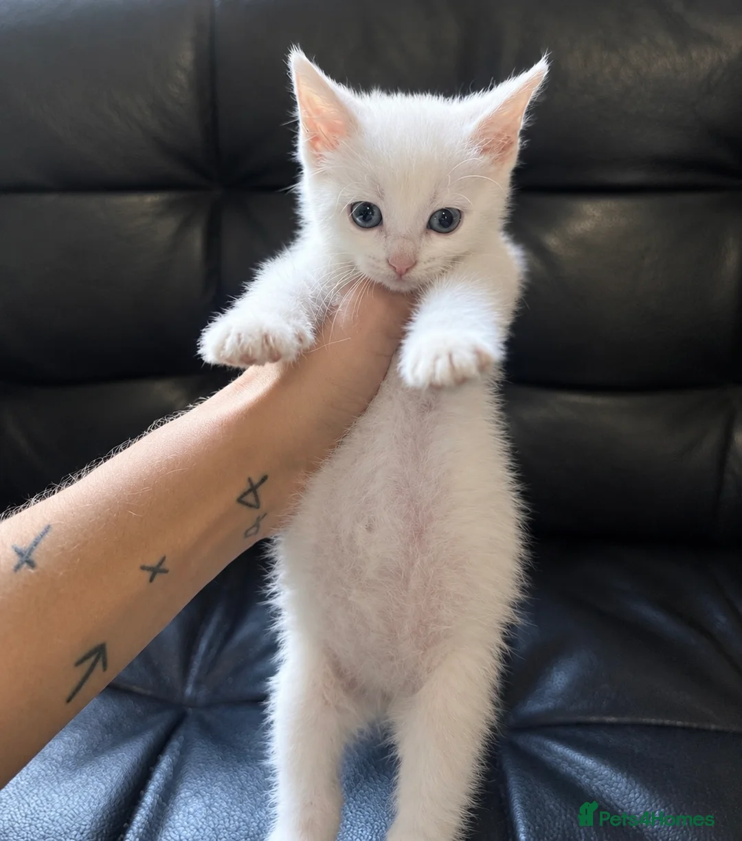 Ragdoll cats for sale: Ragdoll crossed short hair kittens - Advert 2