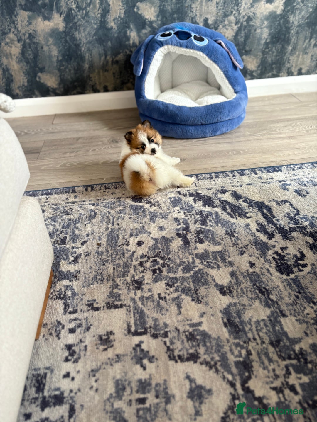 Pomeranian dogs for sale: Pomeranian puppies - Image 16