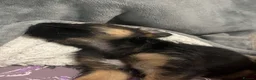 Border Terrier dogs for sale: Border Terrier Puppies - Advert 31