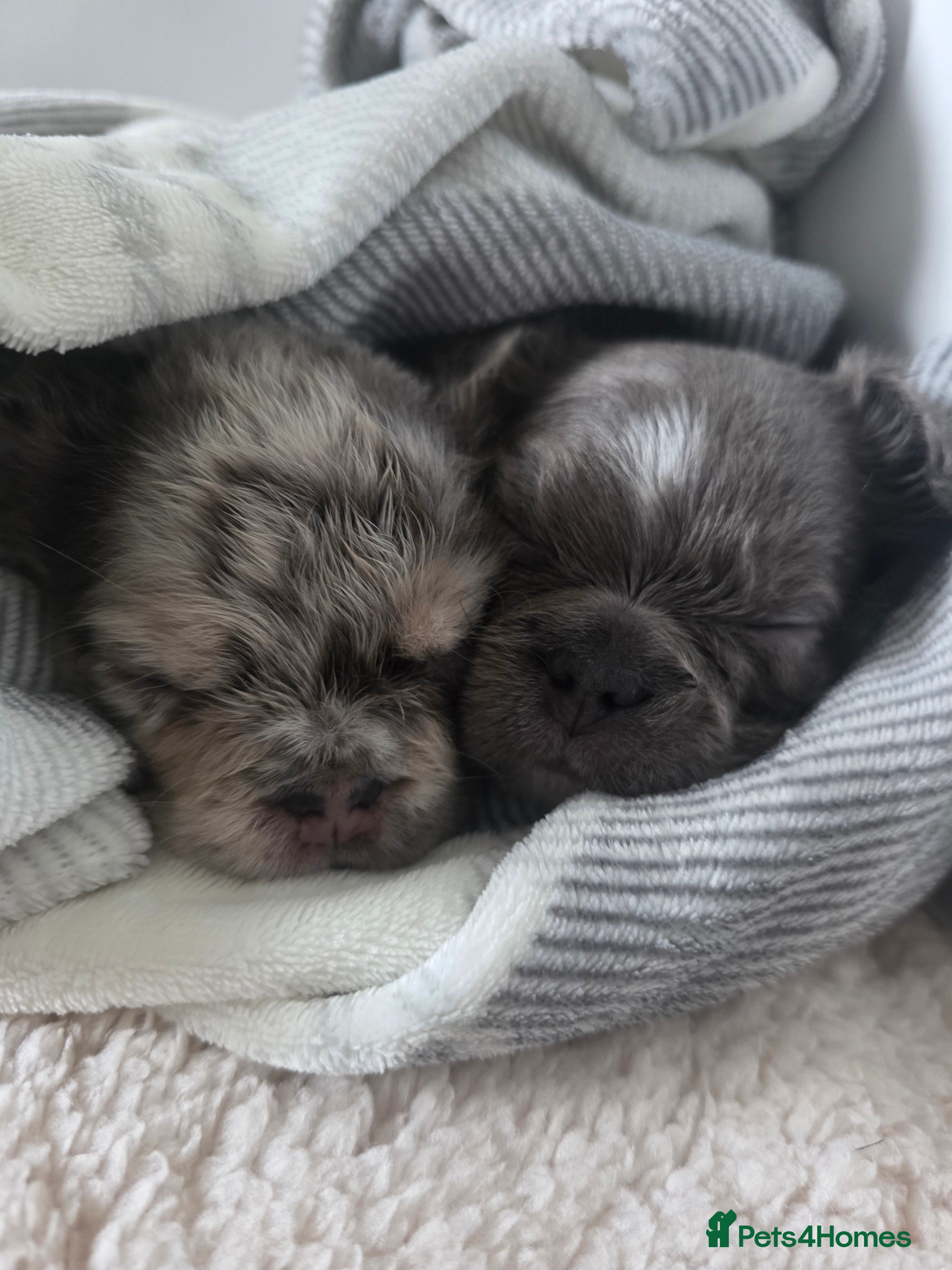 French Bulldog dogs French Bulldog (4 visual Fluffys) - Advert 12