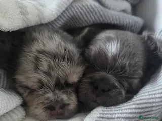 French Bulldog dogs French Bulldog (4 visual Fluffys) - Advert 12