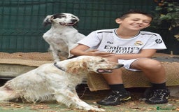English Setter dogs for adoption: Txispa - Image 2