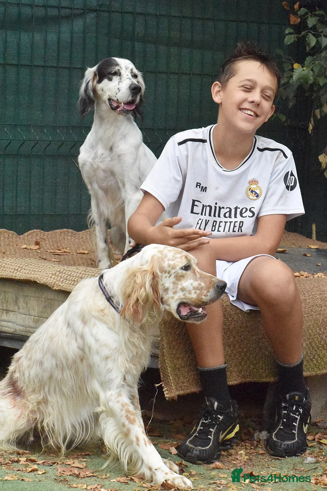 English Setter dogs for adoption: Txispa - Advert 3