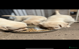 Labrador Retriever dogs for sale: Exceptional quality  - Image 5