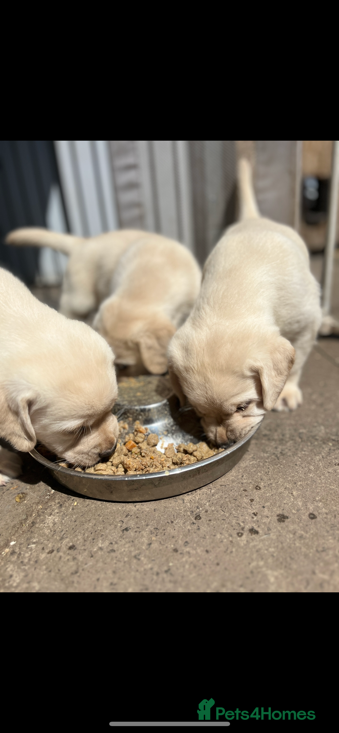 Labrador Retriever dogs for sale: Exceptional quality  - Image 5