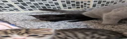 Mixed Breed cats for sale: Six half British shorthair kittens  in Cardiff - Advert 13