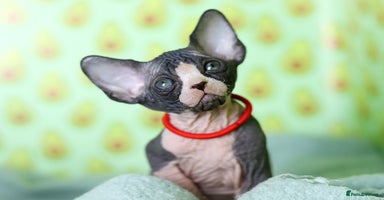 Sphynx cats - Advert 4