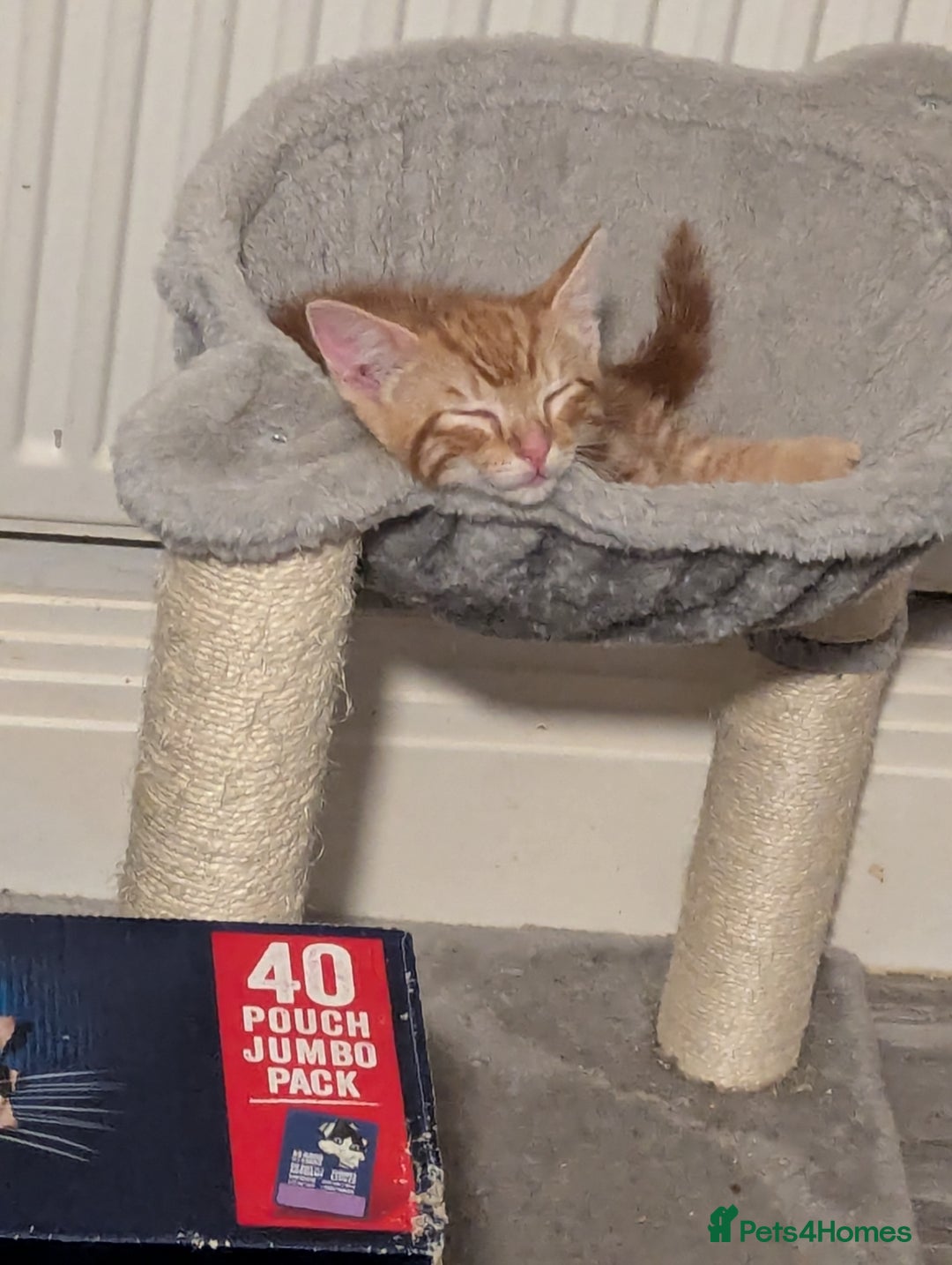 Mixed Breed cats for sale: Gorgeous ginger boys - Advert 11