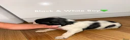 Cocker Spaniel dogs for sale: Cocker spaniel puppy’s  - Advert 16