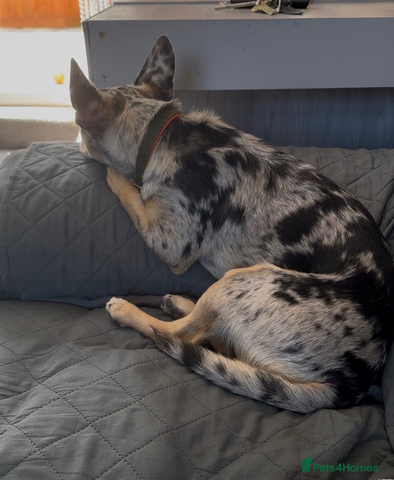 Jack Chi dogs Lovely chihuahua cross looking for home - Advert 2