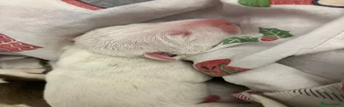 English Bull Terrier 3