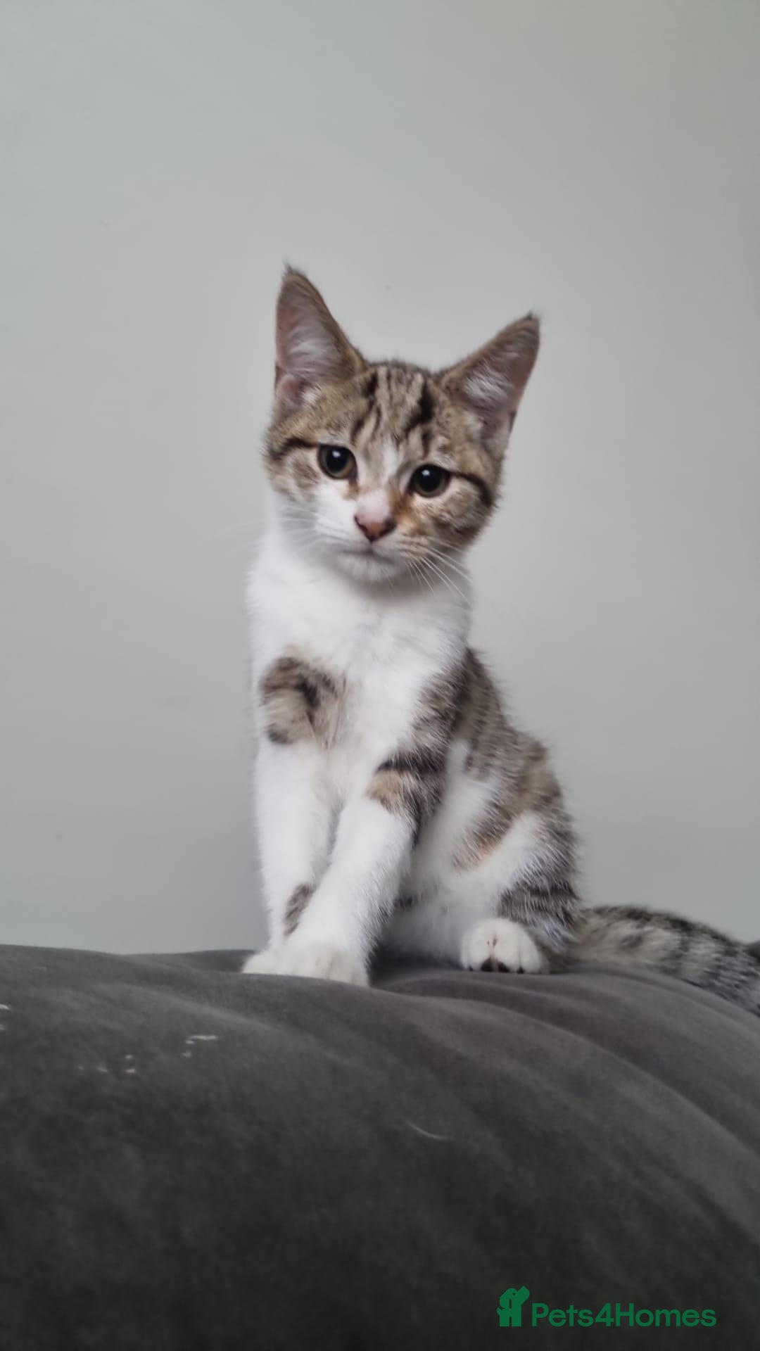 Mixed Breed cats for sale: White and Tabby kitten - Advert 1