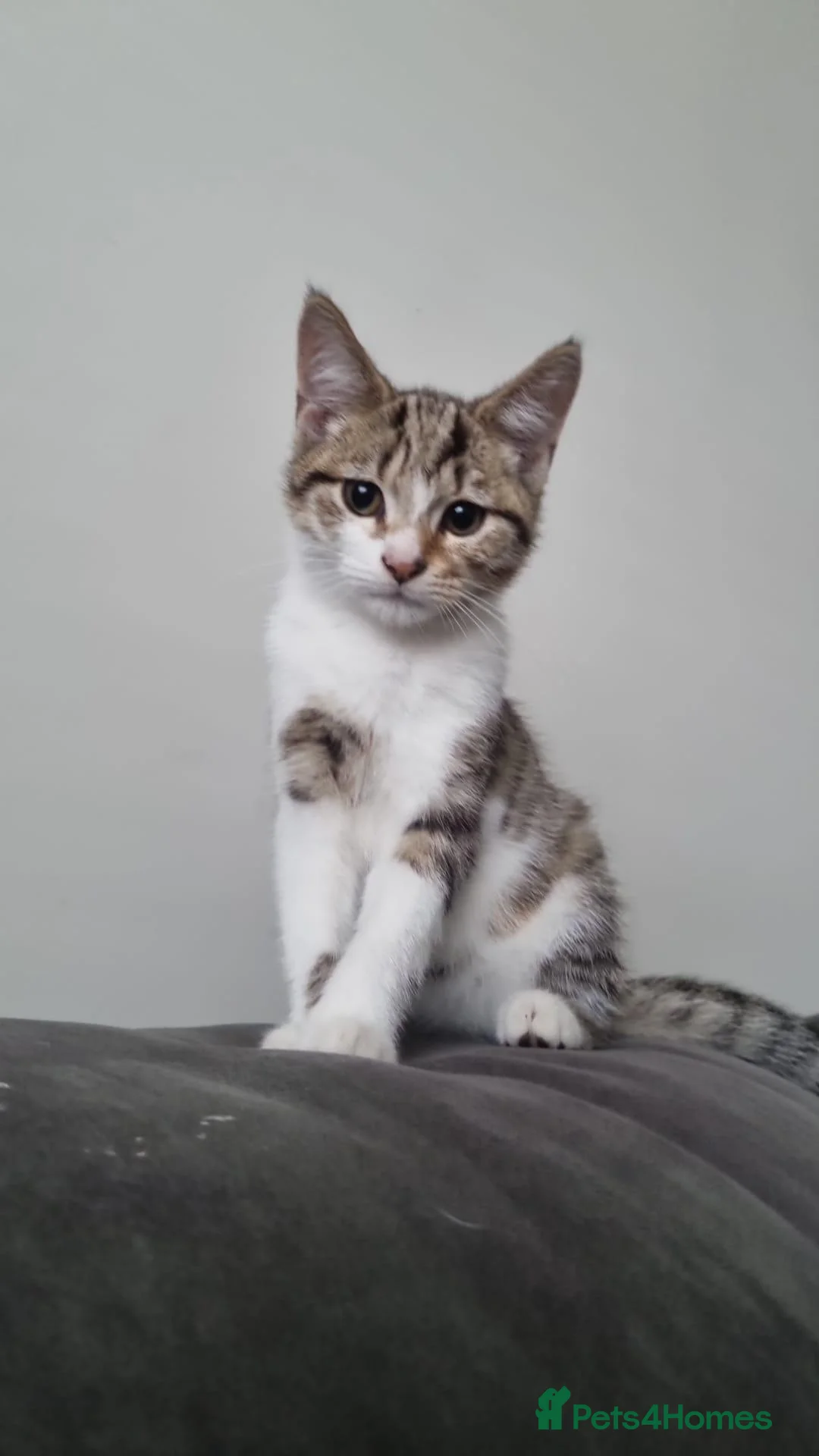 Mixed Breed cats for sale: White and Tabby kitten - Advert 1