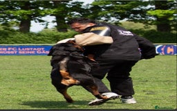 Rottweiler dogs for sale: Exclusive UK Rottweiler Puppy Champion Bloodlines - Image 2