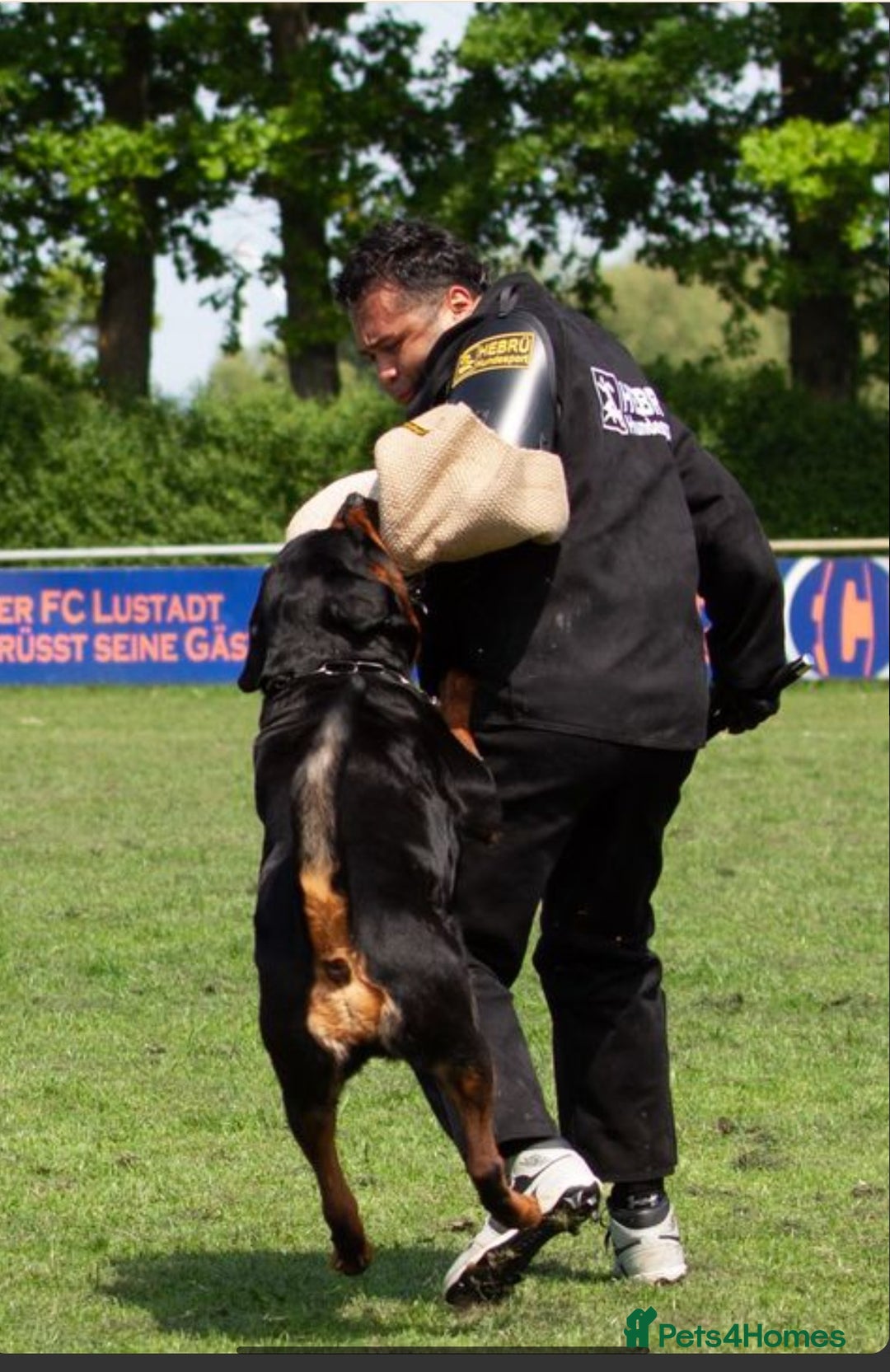 Rottweiler dogs for sale: Exclusive UK Rottweiler Puppy Champion Bloodlines - Image 2